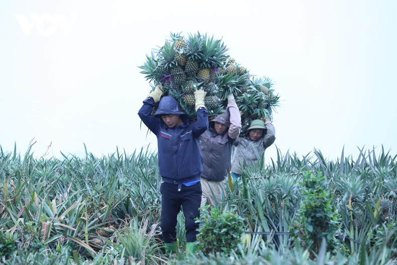 Depuis plusieurs décennies, l’ananas s’impose comme la culture essentielle des habitants. Elle ne se limite pas à réduire durablement la pauvreté : elle contribue également à l’enrichissement des communautés locales.