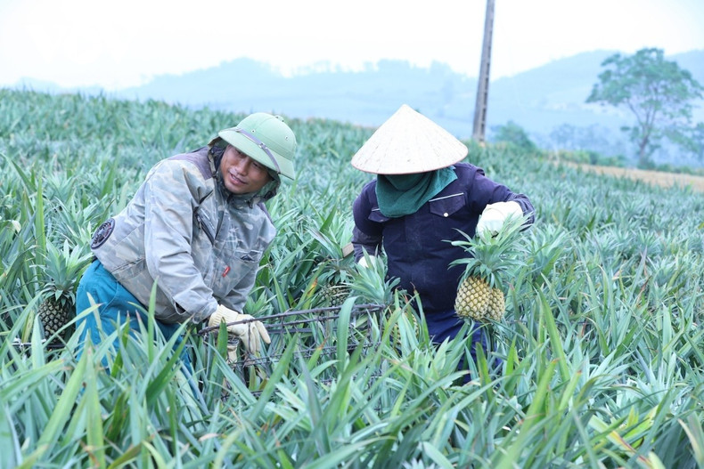 L’ananas met environ dix-huit mois entre la plantation et la récolte. Les agriculteurs échelonnent donc les semis chaque mois afin de pouvoir récolter toute l’année.