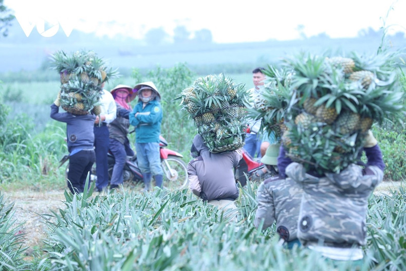 Un agriculteur de l’équipe Bai Sai, quartier de Tam Diep, fort de plus de trente ans d’expérience, confie : « L’ananas de Dong Giao est d’une douceur prononcée, croquant et doté d’un parfum unique – qui séduit dès la première dégustation. »