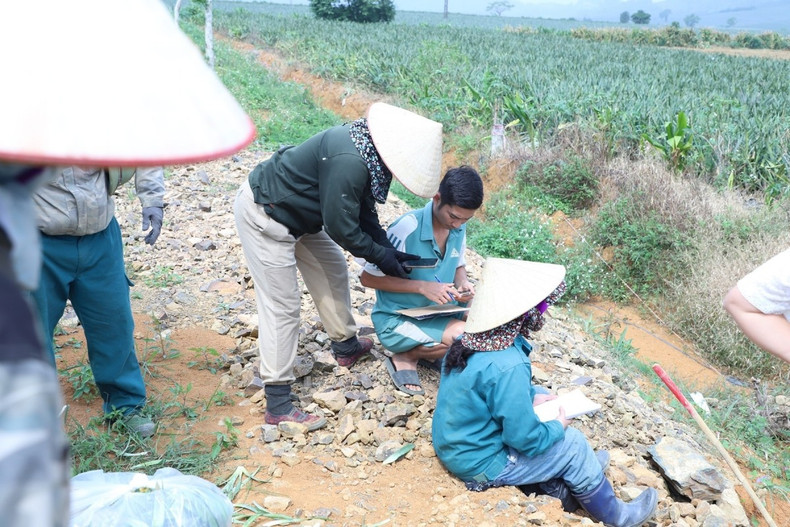 Le labeur devient plus pénible à mesure que la cueillette s’intensifie : dans les étroites rangées des collines, chaque panier, pesant de 50 à 60 kg, doit être transporté manuellement vers le point de collecte. Depuis le début de l’année, le prix de l’ananas se maintient à un niveau élevé, remplissant les producteurs d’enthousiasme. Un cultivateur de l’équipe Bai Sai, quartier de Tam Diep, ne peut cacher son large sourire en évoquant la récolte exceptionnelle de sa famille.
