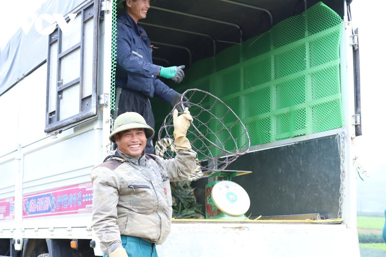 La journée s’achève, mais la douceur persistante de l’ananas de Dong Giao demeure, fidèle et profonde, à l’image même des habitants de cette terre.
