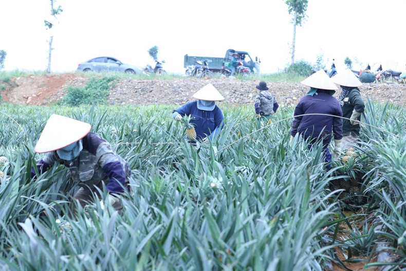 Un matin de fin d’automne, la brume flotte encore sur les collines, la rosée de la nuit perle sur les feuilles acérées des plants d’ananas ; les agriculteurs, empressés, se faufilent entre les rangées pour cueillir chaque fruit doré, tandis qu’un parfum sucré emplit l’air ambiant.