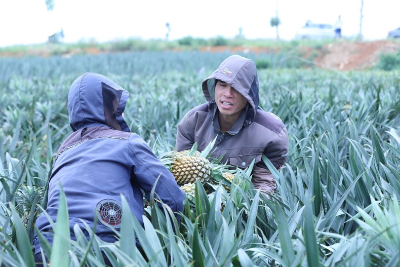 La saison principale se situe de juin à août, lorsque les fruits atteignent leur rendement et leur qualité optimaux. « Pour garantir une offre stable, nous pratiquons la culture échelonnée », explique Mme Huyen, productrice d’ananas locale.