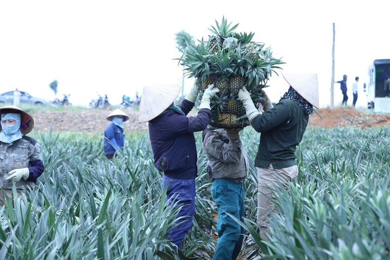 Le prix actuel, oscillant entre 8 000 et 13 000 dôngs le kilo, apporte une grande satisfaction aux cultivateurs ; même en pleine saison, le marché reste dynamique et stable.