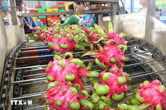 Chaîne de nettoyage des pitayas destinés à l’exportation. Photo: VNA Chaîne de nettoyage des pitayas destinés à l’exportation. Photo: VNA