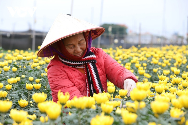 Le chrysanthème est la culture phare du village floral de My Tan, cultivée tout au long de l’année, tandis qu’à l’approche du Têt, les agriculteurs diversifient leur production avec d’autres espèces florales.