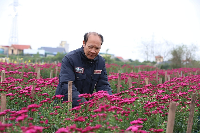 Selon M. Nguyen Viet Hoa, les prix des fleurs sont actuellement presque deux fois plus élevés qu’à la même période l’an dernier, les inondations ayant retardé la préparation des cultures destinées au Têt.