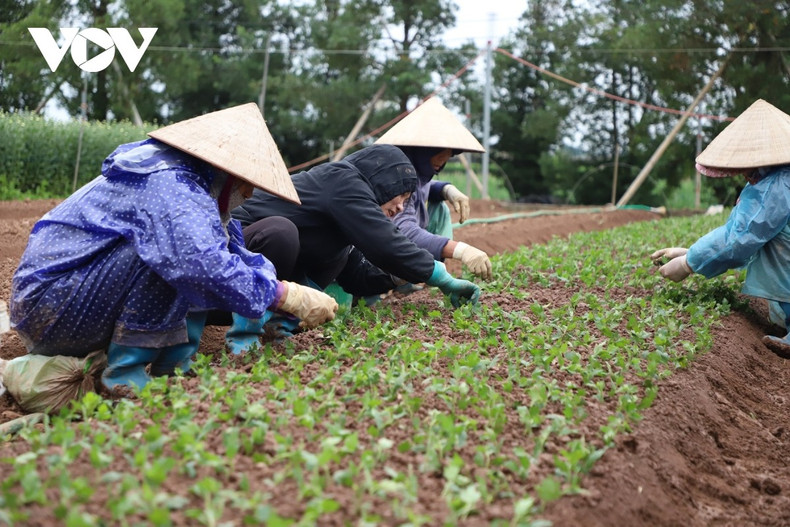 La culture des fleurs est devenue le principal moyen de subsistance de nombreux ménages agricoles, sur une superficie de plusieurs centaines d’hectares consacrés à des variétés telles que le chrysanthème, le lys ou le glaïeul, le chrysanthème demeurant la culture dominante en termes de superficie.
