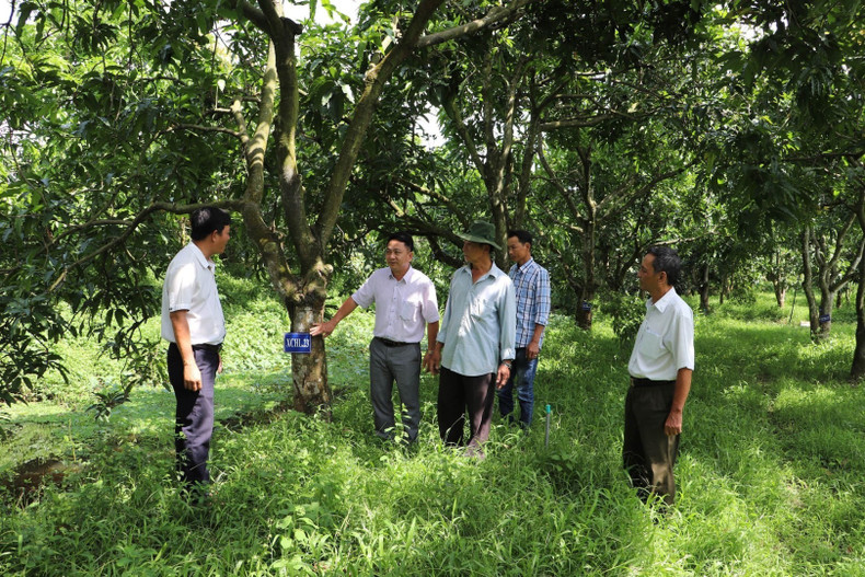 Visite d’un verger dans la commune de Hoa Hung, district de Cai Bè, ancienne province de Tiên Giang. Photo : VNA. Visite d’un verger dans la commune de Hoa Hung, district de Cai Bè, ancienne province de Tiên Giang. Photo : VNA.