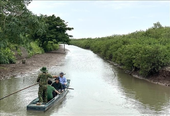 Etude d’un site de plantation de 80 000 palétuviers à Long Dien (Ca Mau). Photo : VNA