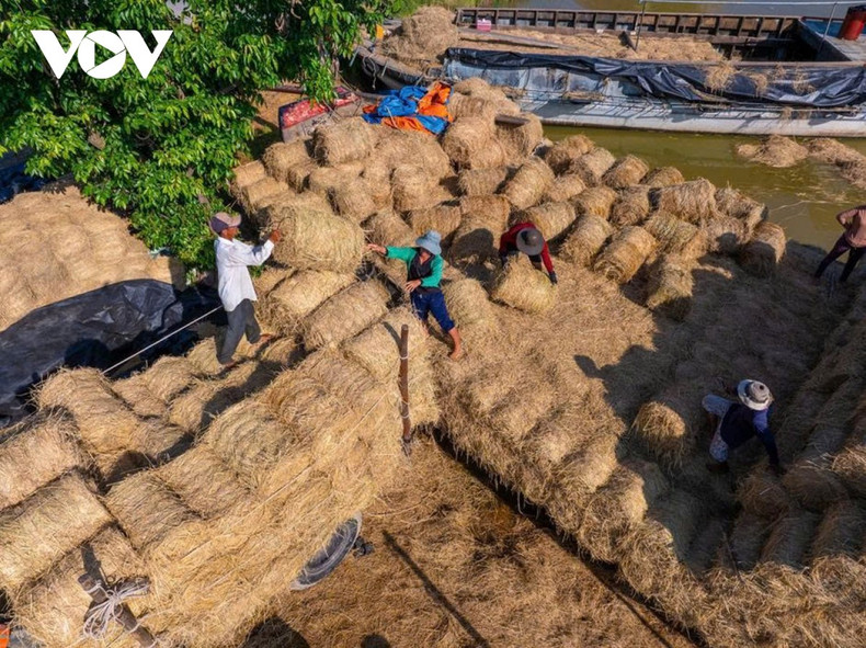 Selon les bateliers de longue date, le marché de paille de Ba Lai n’était autrefois qu’une série de petits quais fluviaux, avant de s’étendre en un vaste centre commercial animé. En période de pointe, des dizaines de barges y accostent chaque jour, répondant aux besoins alimentaires de milliers de bovins dans la région.