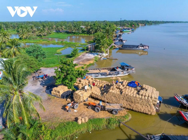 À l’approche du Tet, le quai du marché de paille de Ba Lai, dans la commune de Tan Xuan (province de Vinh Long), s’éveille plus tôt que d’ordinaire. L’odeur de la paille sèche se mêle au bruit des moteurs et aux appels animés des travailleurs, créant une atmosphère laborieuse singulière propre à un marché qui ne s’anime qu’après la récolte du riz.