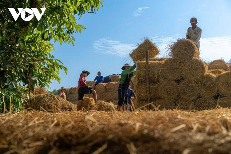 Les bottes de paille dorées, parfaitement cylindriques, passent de main en main et s’empilent progressivement le long de la berge. Une paille de qualité doit être sèche, bien comprimée et exempte d’impuretés — des critères déterminants pour l’alimentation et la santé du cheptel bovin.