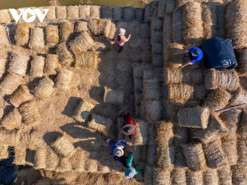 Dès l’aube, les barges chargées de paille se succèdent à l’accostage. La paille, collectée dans les grandes zones rizicoles d’An Giang, Dong Thap, Tay Ninh…, est acheminée par voie fluviale sur des centaines de kilomètres jusqu’à Ba Lai, apportant avec elle le soleil et le vent des plaines du Sud-Ouest.
