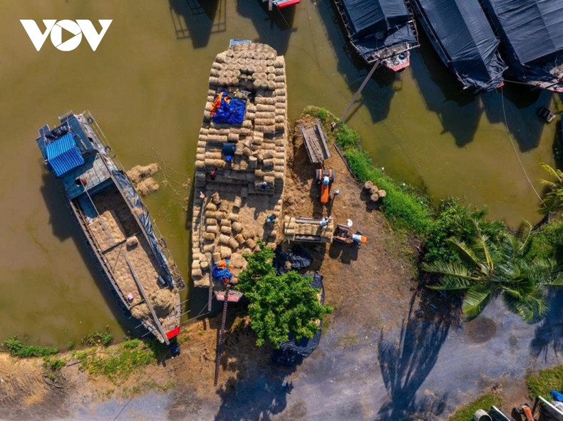 Né il y a plusieurs décennies à proximité de l’écluse-barrage de Ba Lai, le marché de paille s’est développé parallèlement à l’essor de l’élevage bovin à Vinh Long. Lorsque la paille locale s’est révélée insuffisante, le site est devenu progressivement le principal centre de transit de paille de la région, étroitement lié aux moyens de subsistance des éleveurs.