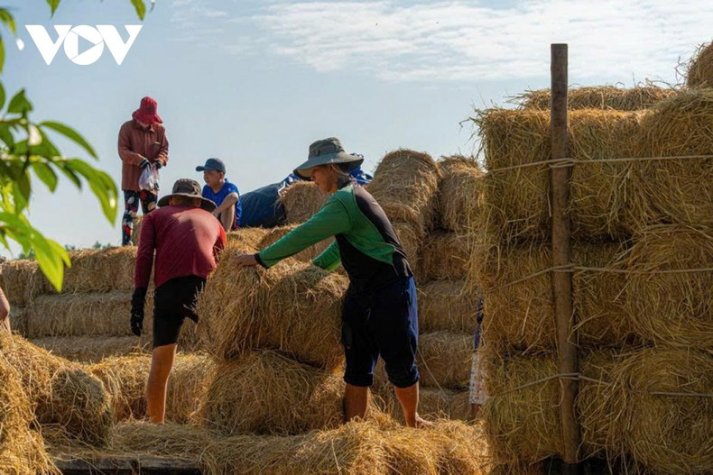 Le marché de paille ne se limite pas à un lieu d’échanges commerciaux, mais joue également le rôle de « base arrière » pour l’élevage bovin. Un approvisionnement stable en paille permet aux éleveurs d’assurer l’alimentation tout au long de l’année, en réduisant la dépendance à l’herbe fraîche et aux aléas climatiques.