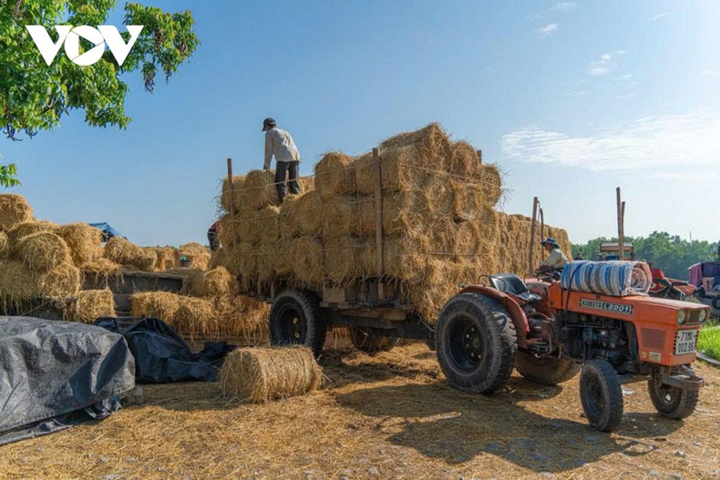Sans marchandage tapageur, le marché de paille de Ba Lai fonctionne avant tout sur la confiance. Les vendeurs veillent à la qualité, tandis que les acheteurs fidèles reconnaissent les barges et les visages familiers, tissant des relations commerciales durables au fil des saisons.