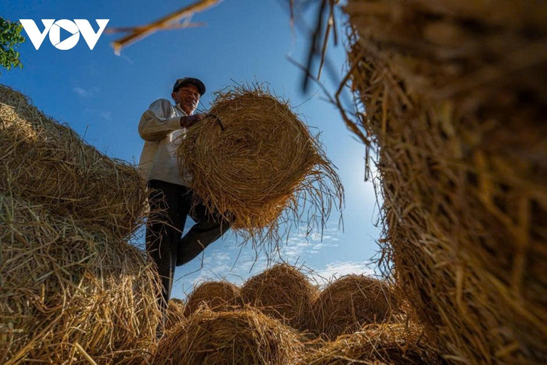 Une fois à terre, la paille est acheminée par tracteurs, petits camions ou remorques. Depuis le quai fluvial, elle est distribuée vers les communes d’élevage bovin de Vinh Long et des provinces voisines.
