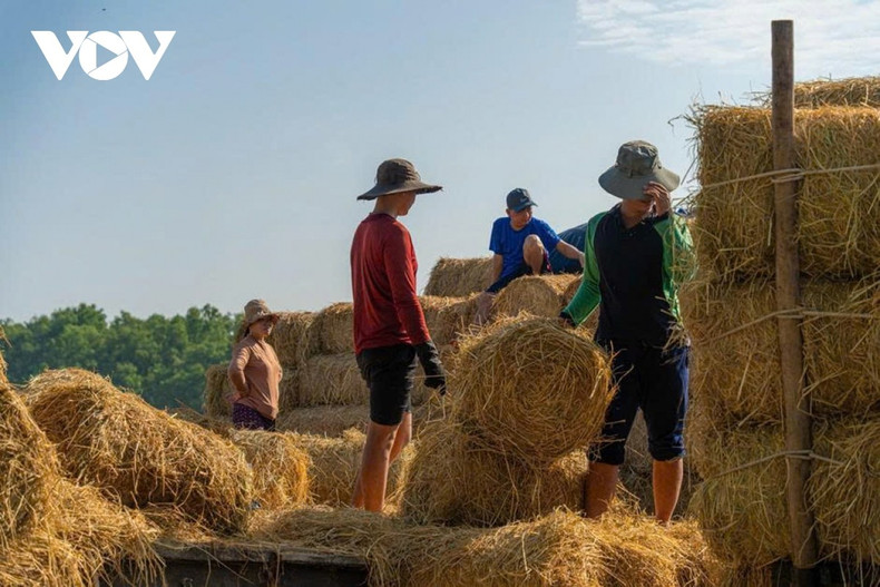 Les opérations de chargement et de déchargement se déroulent rapidement grâce à une coordination fluide entre les travailleurs. Chacun a sa tâche — passage des bottes, empilage, conduite des engins de traction — formant une chaîne de travail ininterrompue du matin jusqu’à midi.