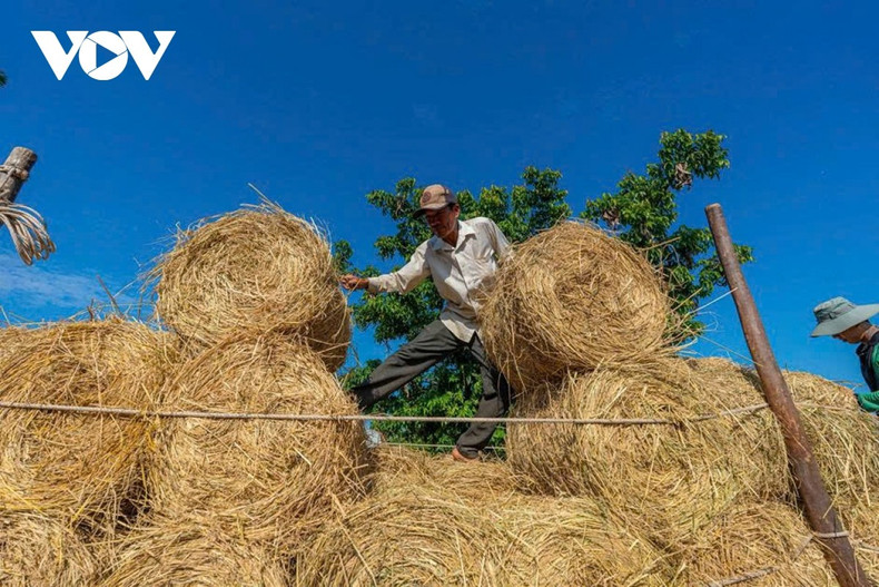 Une caractéristique culturelle marquante du marché de paille de Ba Lai réside dans l’esprit de « dan cong » — l’entraide communautaire. Les habitants se relaient pour le chargement et le transport sans calcul d’intérêts, réduisant les coûts de main-d’œuvre tout en renforçant la solidarité villageoise.