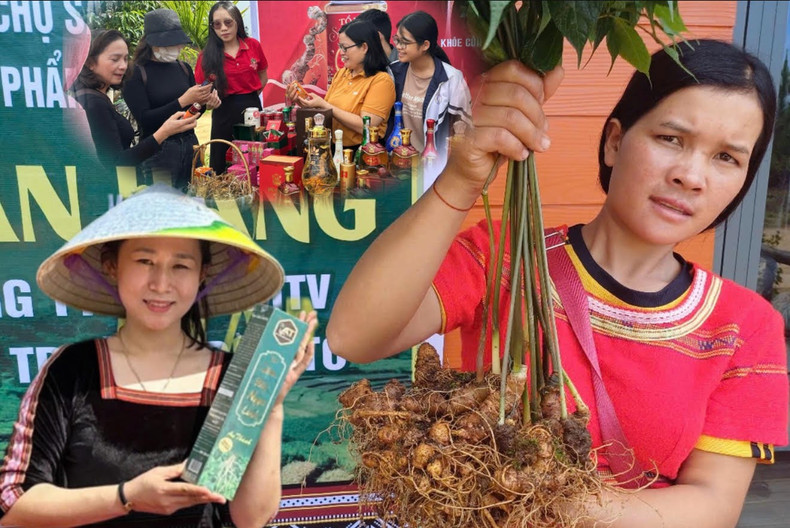 Photo : danviet. anh-mua-thu-hoach-ngoc-hat-o-xu-cay-quoc-bao-phia-tay-quang-ngai-8-1624.jpg