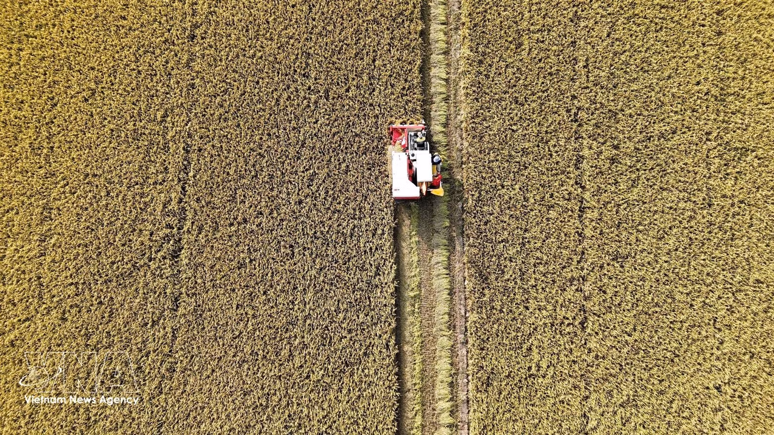 Production de riz de haute qualité avec recours à la mécanisation dans une zone rizicole spécialisée de la province d'An Giang. Photo : VNA