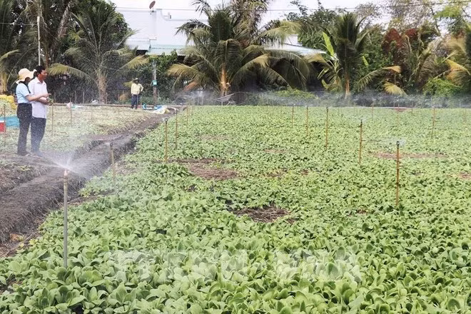 Application de l'irrigation automatisée pour l'économie d'eau. Photo: VNA