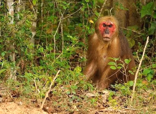 Un Macaque à face rouge (Macaca arctoides). Photo: VNA