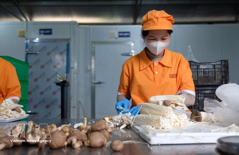 Plusieurs producteurs agricoles de la province de Lam Dong se préparent à pénétrer le marché halal, qui regroupe les produits et services conformes aux prescriptions de l’islam. La province compte actuellement 38 entreprises et établissements certifiés halal dans les secteurs de l’agriculture, de l’alimentation et du tourisme. À fin mai 2026, les exportations vers les marchés musulmans ont atteint environ 40 millions de dollars. Photo: VNA