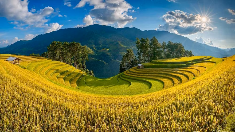 Mu Cang Chai inondé de la couleur jaune de rizières en terasse ảnh 6