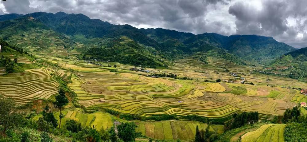 Mu Cang Chai inondé de la couleur jaune de rizières en terasse ảnh 1