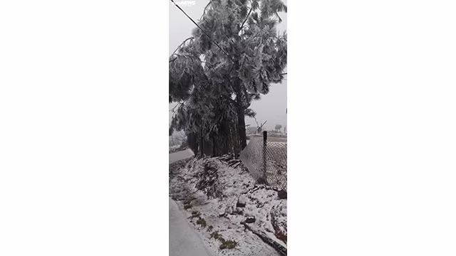 Il neige à Y Ty et à Sa Pa ảnh 14