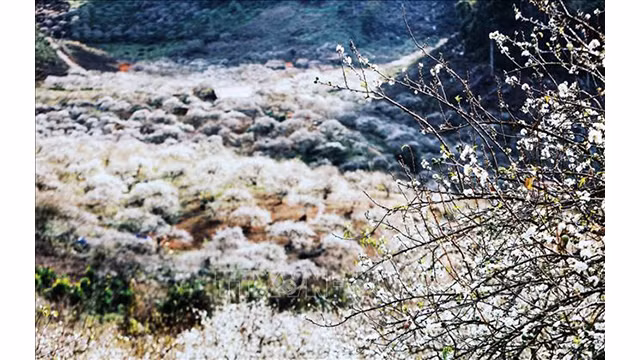 Beauté surprenante des fleurs de pruniers à Môc Châu ảnh 7