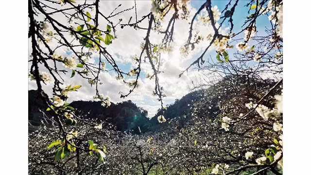 Beauté surprenante des fleurs de pruniers à Môc Châu ảnh 4