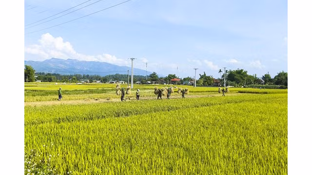 La beauté surprenante de la « Saison d'or » dans le champ de Muong Thanh ảnh 11