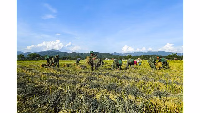 La beauté surprenante de la « Saison d'or » dans le champ de Muong Thanh ảnh 8