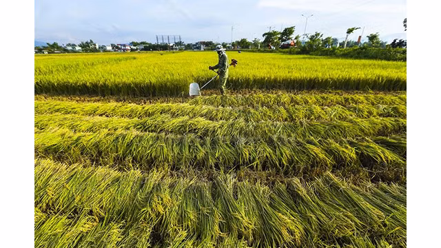 La beauté surprenante de la « Saison d'or » dans le champ de Muong Thanh ảnh 5
