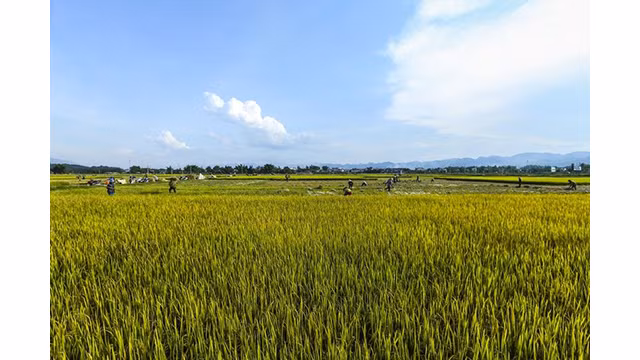 La beauté surprenante de la « Saison d'or » dans le champ de Muong Thanh ảnh 3