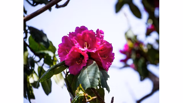 La belle forêt de fleurs d’azalées pourpres de l’Ouest ảnh 4