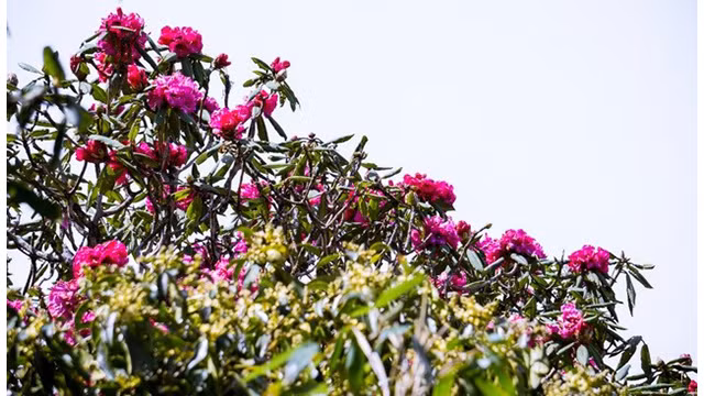 La belle forêt de fleurs d’azalées pourpres de l’Ouest ảnh 7