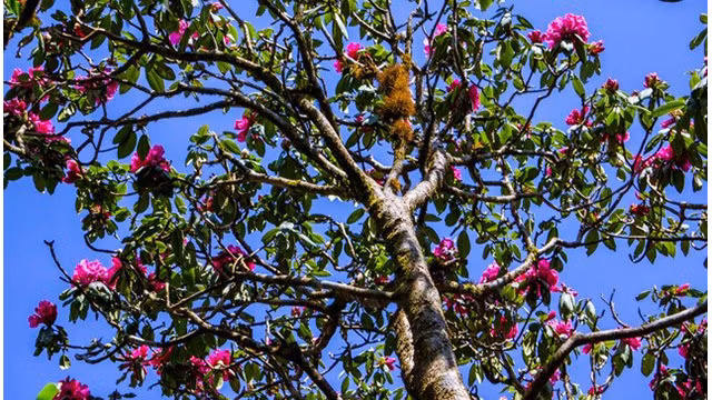 La belle forêt de fleurs d’azalées pourpres de l’Ouest ảnh 2