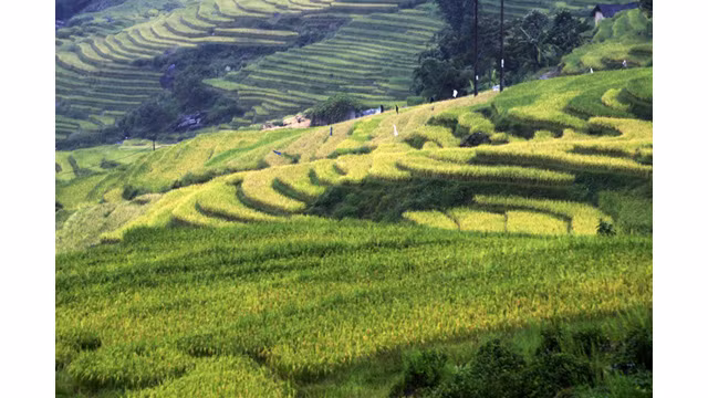 Les paysages spectaculaires des rizières en terrasse d’Y Ty ảnh 2
