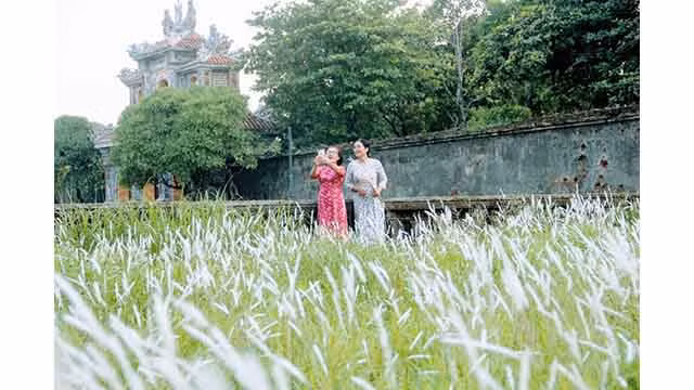 Les visiteurs enthousiasmés par la prise de photos des fleurs d’imperata cylindrica à la Cité pourpre interdite ảnh 5 Les visiteurs enthousiasmés par la prise de photos des fleurs d’imperata cylindrica à la Cité pourpre interdite ảnh 5
