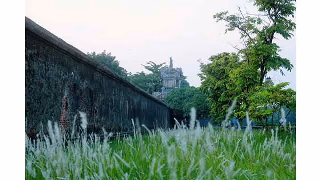 Les visiteurs enthousiasmés par la prise de photos des fleurs d’imperata cylindrica à la Cité pourpre interdite ảnh 2 Les visiteurs enthousiasmés par la prise de photos des fleurs d’imperata cylindrica à la Cité pourpre interdite ảnh 2