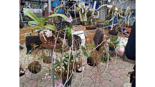 Unique marché montagnard à Lào Cai ảnh 8 Unique marché montagnard à Lào Cai ảnh 8