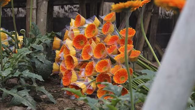Le village floricole de Tây Tuu à Hanoï s'affaire à préparer le Têt ảnh 7