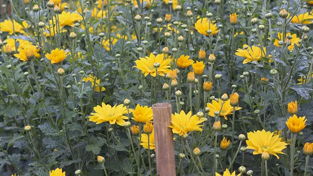 Le village floricole de Tây Tuu à Hanoï s'affaire à préparer le Têt ảnh 4