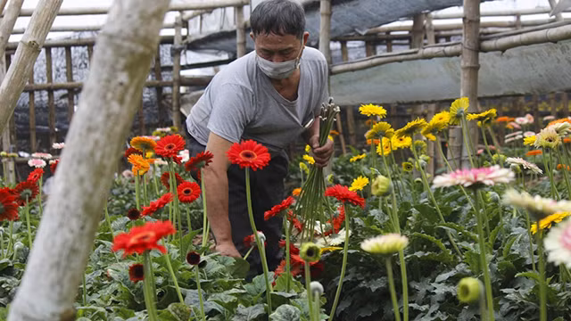 Le village floricole de Tây Tuu à Hanoï s'affaire à préparer le Têt ảnh 8