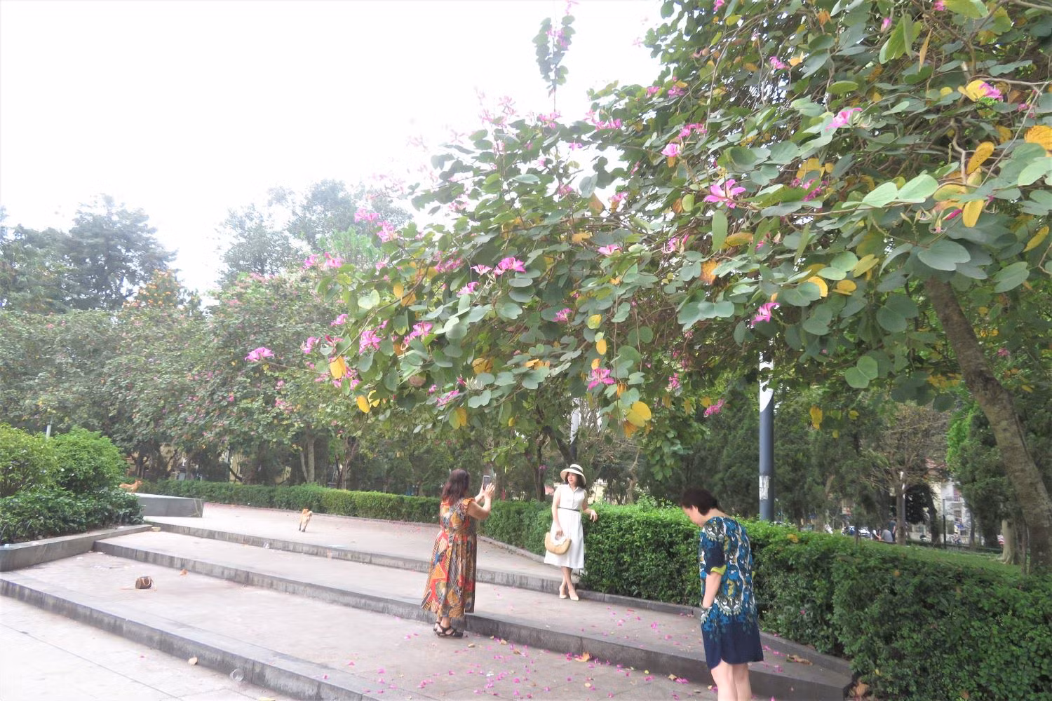Les fleurs de bauhinie embellissent Hanoï et sa banlieue ảnh 7