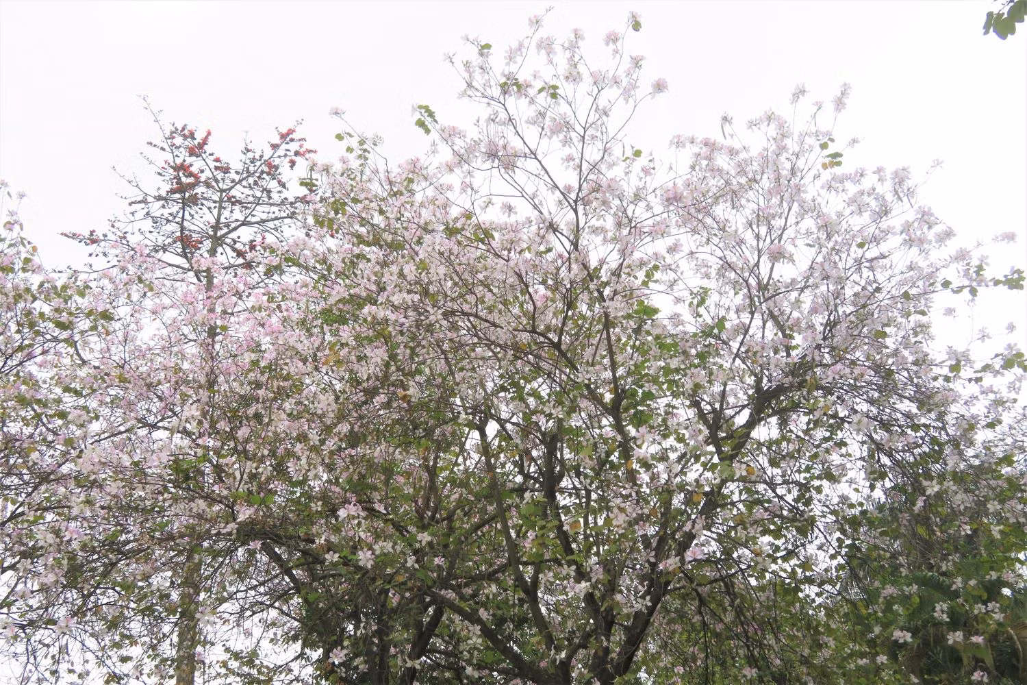 Les fleurs de bauhinie embellissent Hanoï et sa banlieue ảnh 9